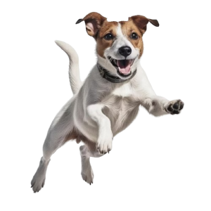 Jumping Dog